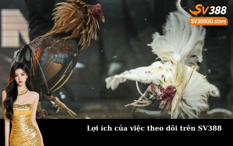 Lợi ích của việc theo dõi trên SV388